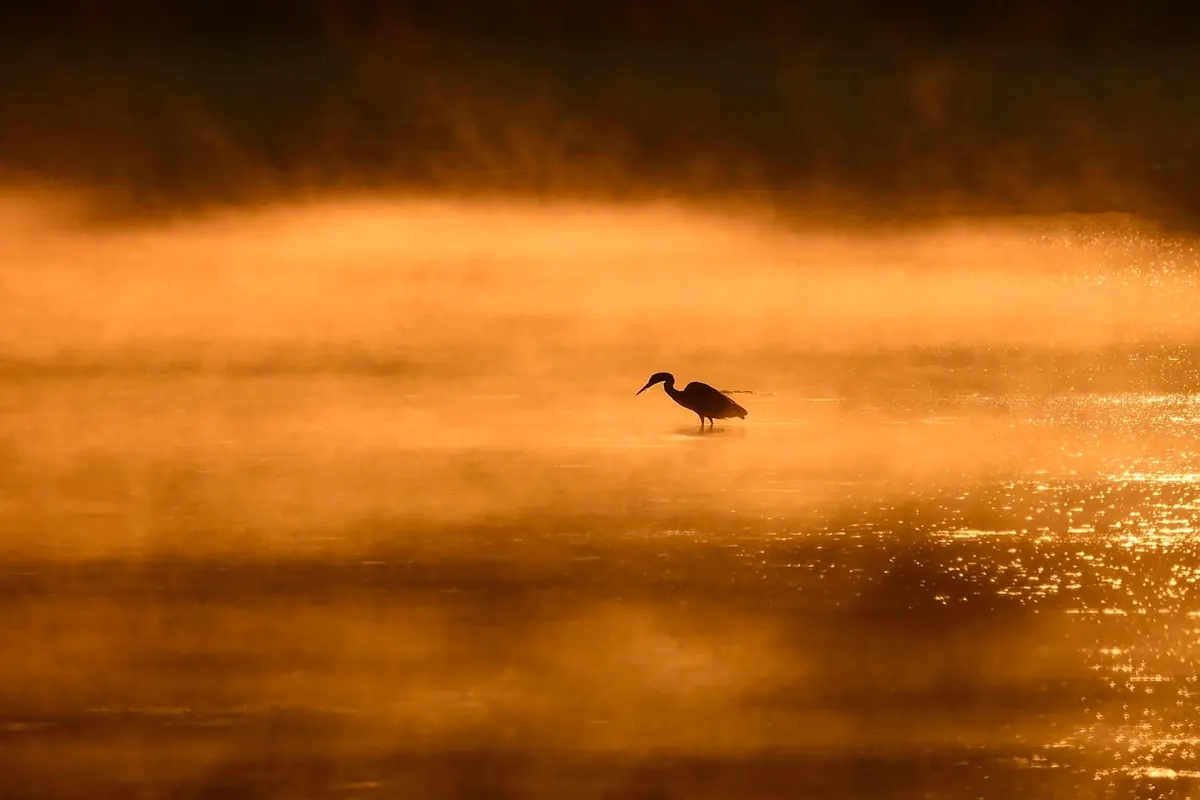 The Great Fen Project Explained: Wildlife, Water, and What It Means for Locals